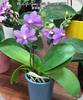 Phal. Yu Yang Little Peacock 387